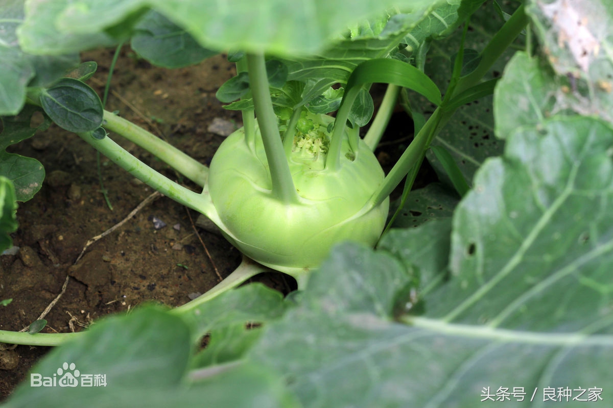 餐桌上常见的本土作物是什么,10种常见的粮食作物