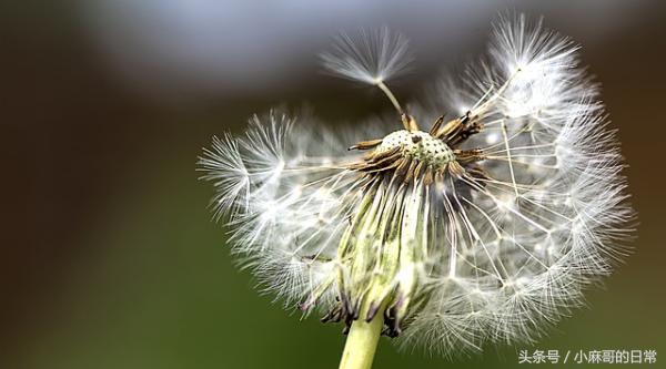 妊娠和肝脏生理变化,妊娠期子宫解剖及生理变化