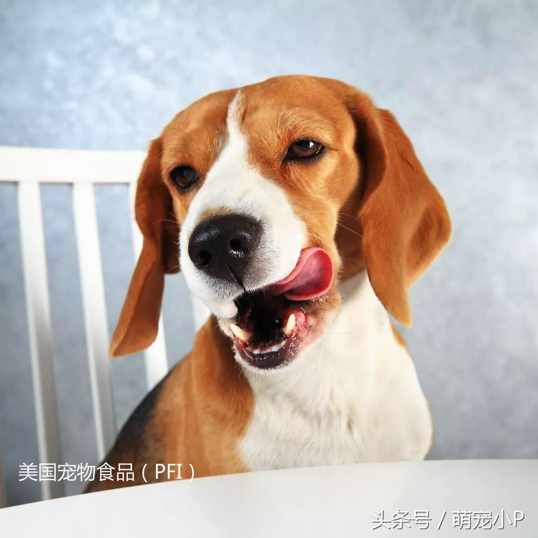 网红狗粮价格表,网红推荐的狗粮