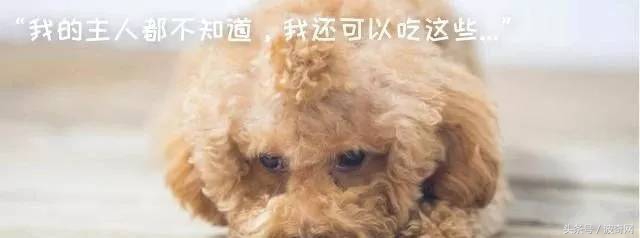 除了吃狗粮狗狗还能吃什么,狗狗能每天喂狗粮加鸡胸肉吗