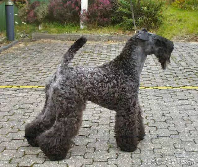 狗狗品种大全带你走进狗狗的世界,狗狗品种大全看看你认识几种