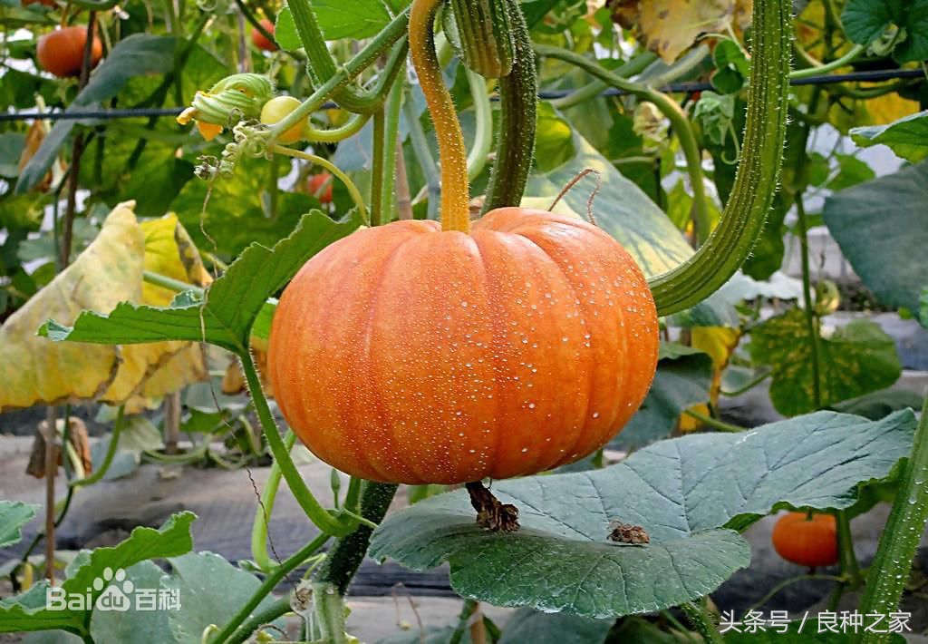 餐桌上常见的本土作物是什么,10种常见的粮食作物