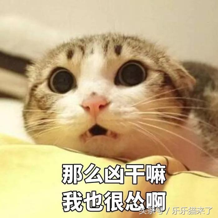 我家猫咪很害怕我怎么办,养猫咪一个月还是很凶怎么办