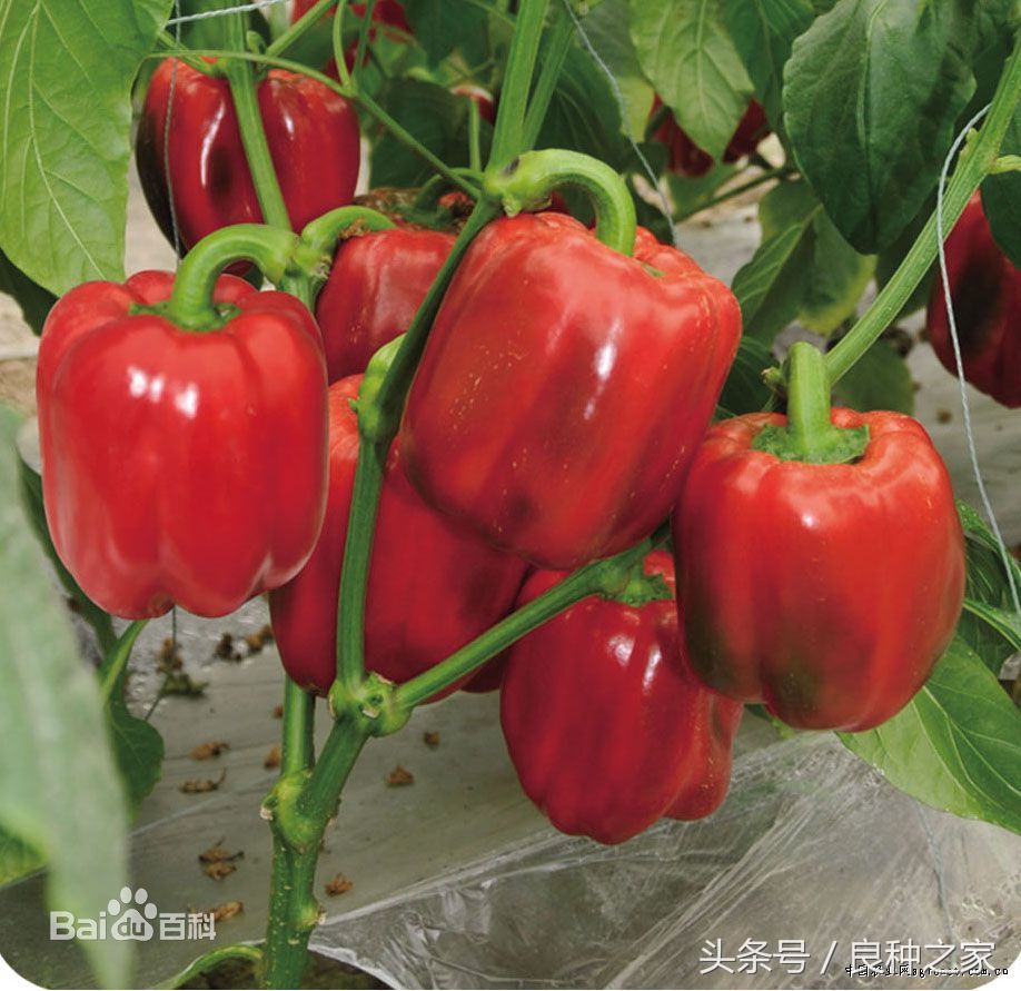 餐桌上常见的本土作物是什么,10种常见的粮食作物