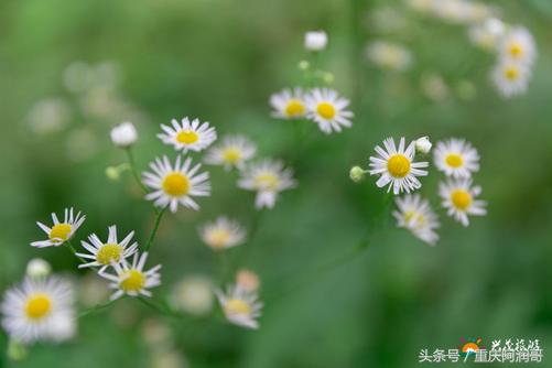 四川兴茂和重庆兴茂,重庆兴茂旅游景点