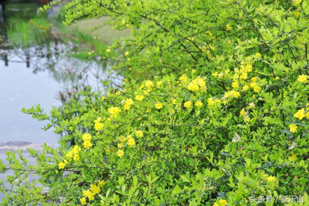四川乐山最美的春天,乐山的春天有多美