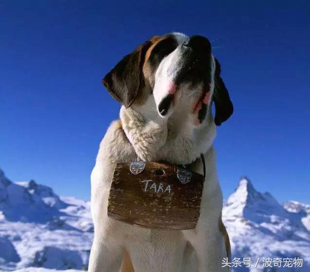 狗狗品种大全带你走进狗狗的世界,狗狗品种大全看看你认识几种