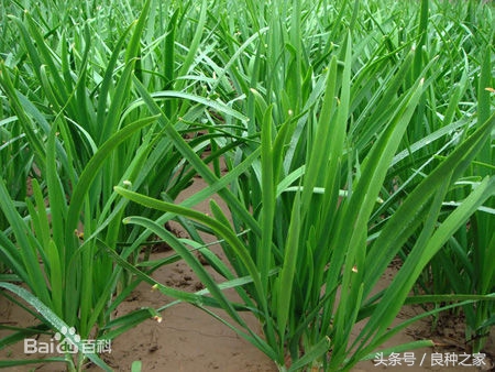 餐桌上常见的本土作物是什么,10种常见的粮食作物