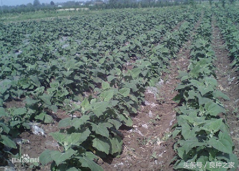 餐桌上常见的本土作物是什么,10种常见的粮食作物