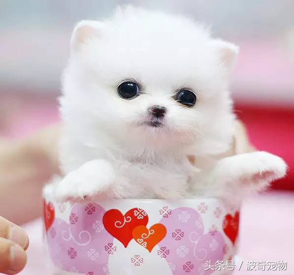 狗狗品种大全图片及简介,狗狗的所有类型品种大全介绍