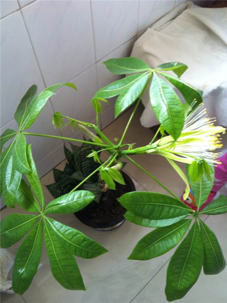 越养越吉利的三种花有哪些,家里养的吉利花有哪些