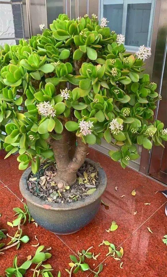 4种花颜值高养在家里超漂亮,家里养什么花招财又旺家