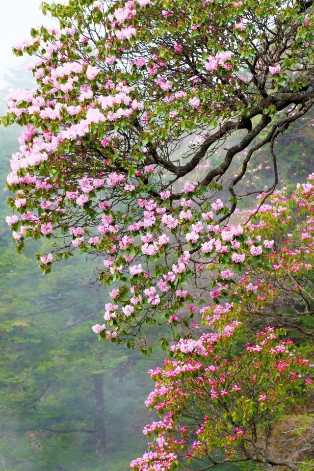 6种“昂贵花”，花钱不值得，纵使“美如仙”，十有八九养不活