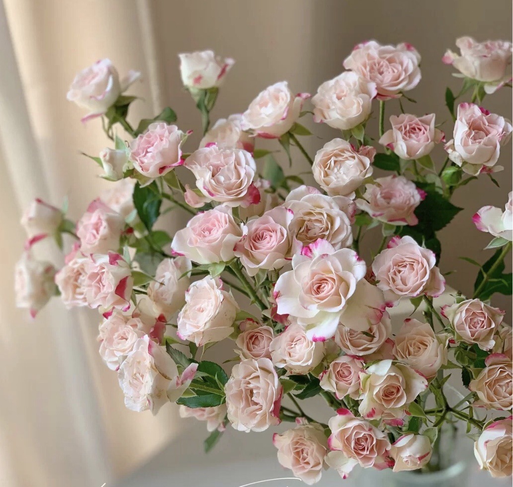 5种洋气花,什么花价格便宜又好养