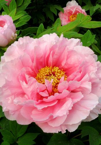 开花形状奇特的植物,一朵花开好久的植物