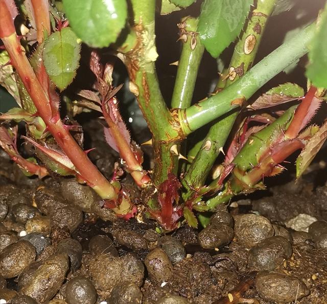 养花得了蚜虫蚧壳虫小黑飞,水里“加点它”,统统“灭干净”