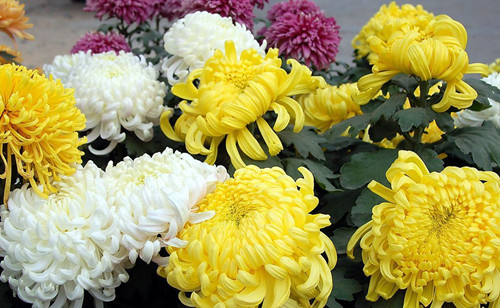 九种吉祥树越老越值钱越养越富贵,10种富贵花卉