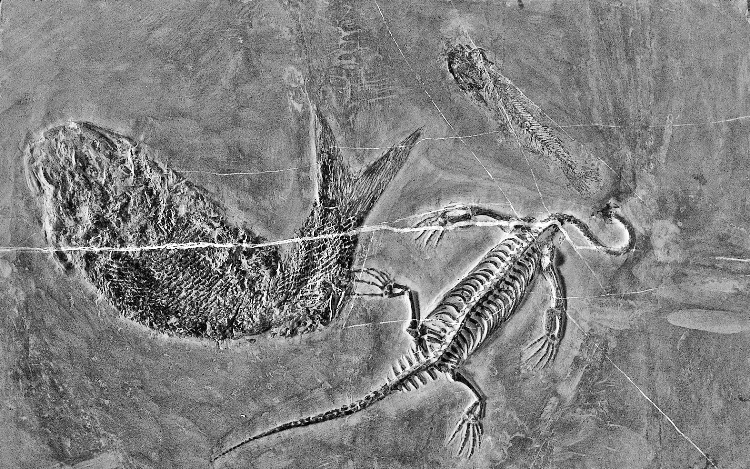 上古时期最厉害的龙是什么龙,上古神兽龙中最强的龙是什么龙