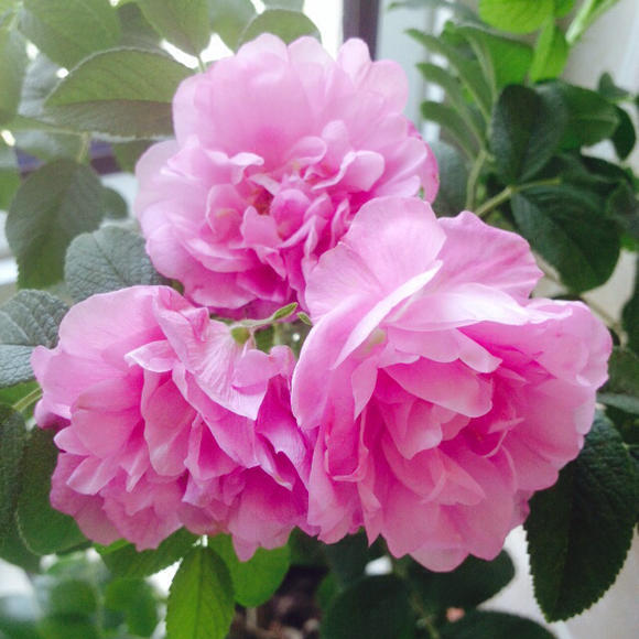 5种“女人花”，随便养一种，能养女人心，摘花泡茶，养颜健康