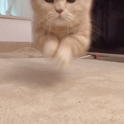 新手养宠物推荐猫还是狗狗,狗狗和猫猫哪个更值得养