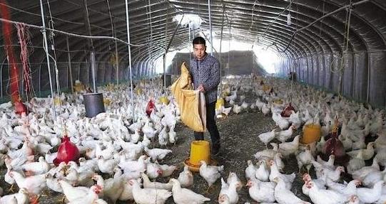 进口违法冰冻鸡脚,市场冰冻的鸡脚曝光