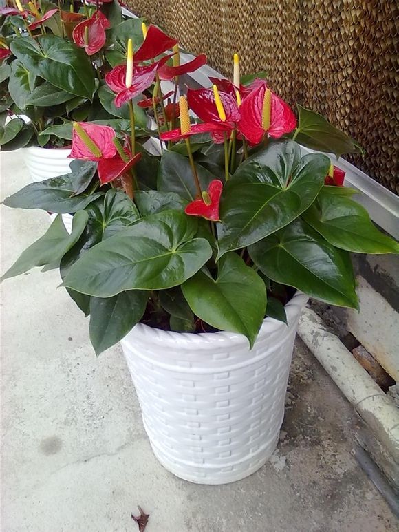 花期300天又很香好养的花适合北方,推荐几款耐寒一年四季开花的花