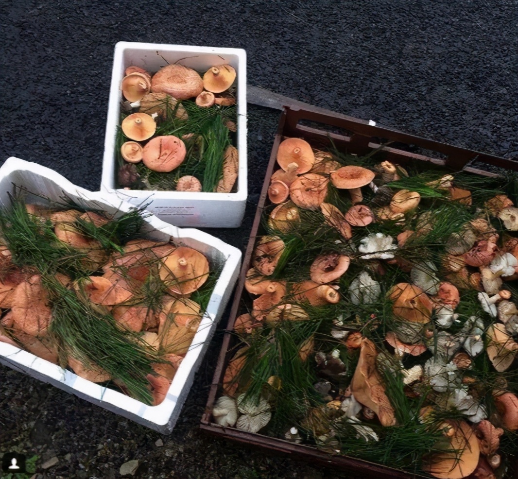 跟着澳洲大厨一起去“打野食”