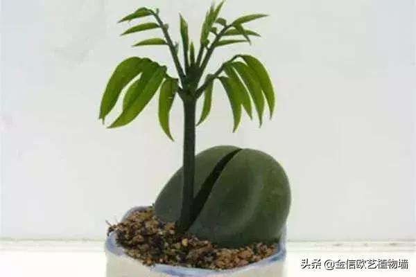 适合家里招财养的植物,家里能招财又好养的植物