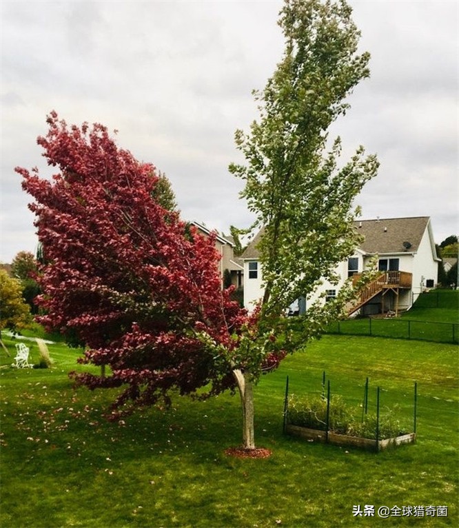 活久见的奇妙动物照片,活久见的神奇图片
