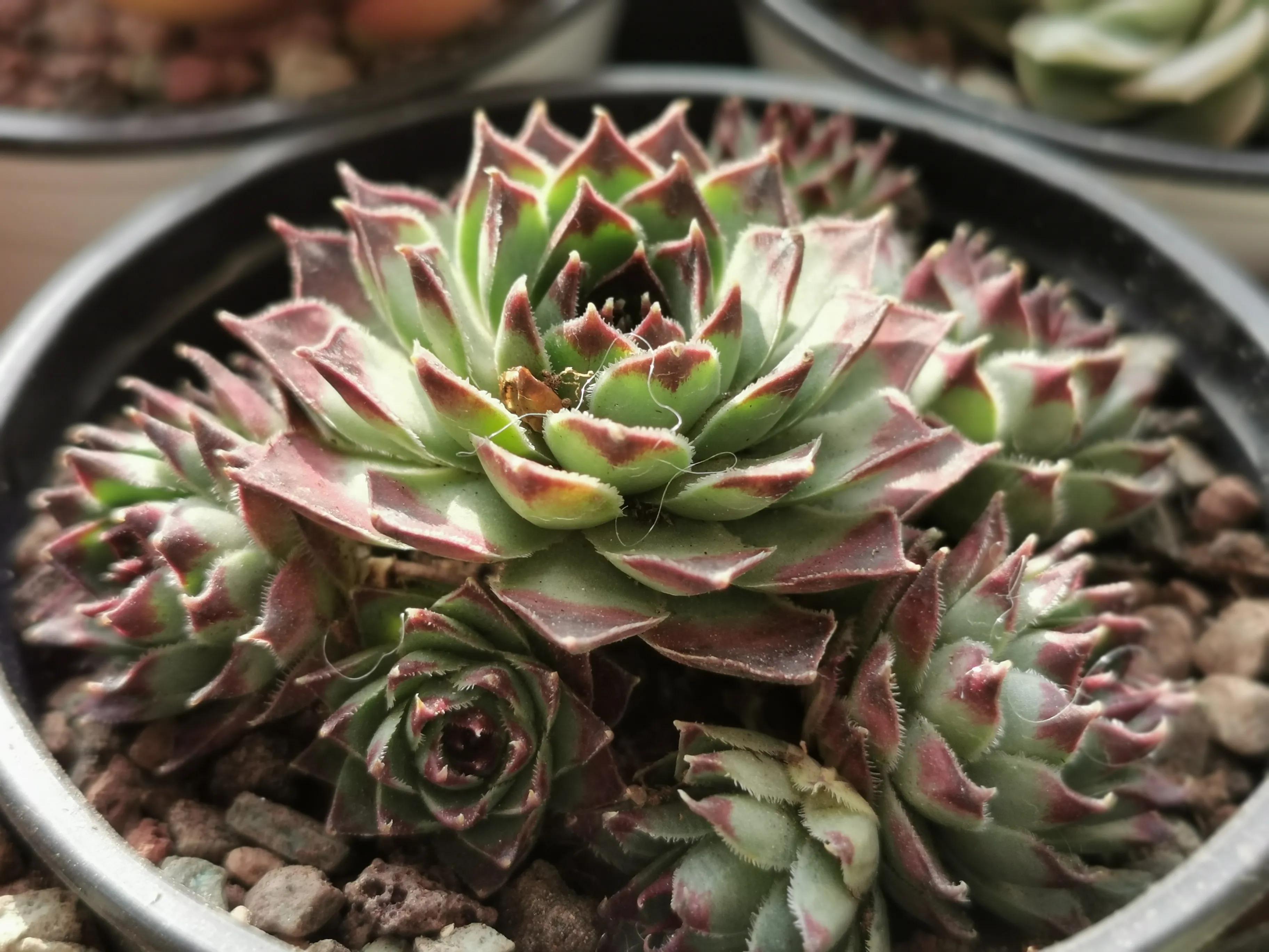 新购大单头多肉上盆,多肉品种大全大集合