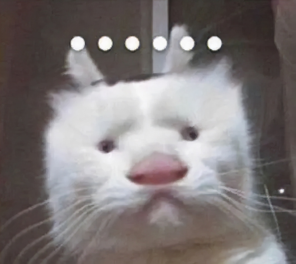 全球罕见足球猫冲上热搜，网友：指定染色！结果......哈哈哈哈