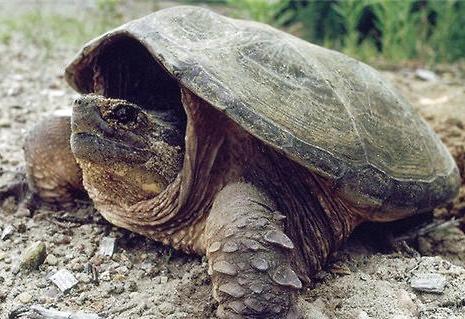 龟中之王棱皮龟,北美拟鳄龟野生龟视频