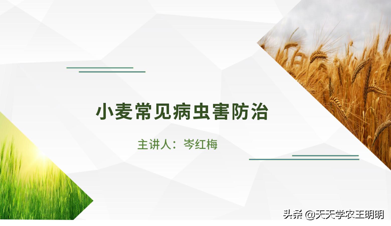 小麦主要虫害及防治方法思维导图,小麦虫害用什么药