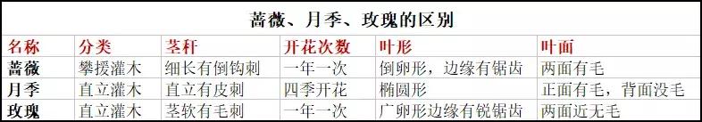 蔷薇月季玫瑰哪种最好养,蔷薇月季玫瑰区别是什么