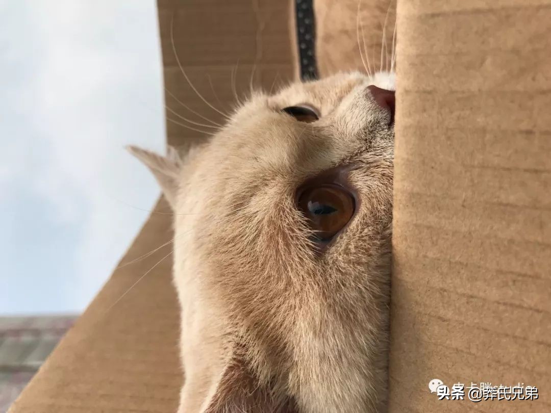 可爱小奶猫刚生出成长日记,一只小奶猫的成长过程