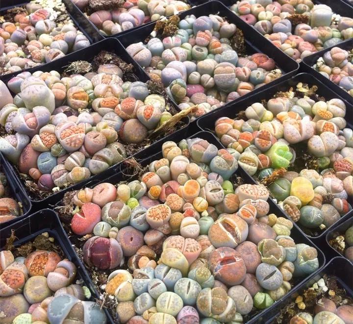 50款最红的多肉一棵多少钱,2021多肉植物掉价最多品种