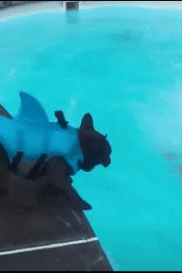 搞笑GIF段子：.我的小萝莉呢？你还我的小萝莉