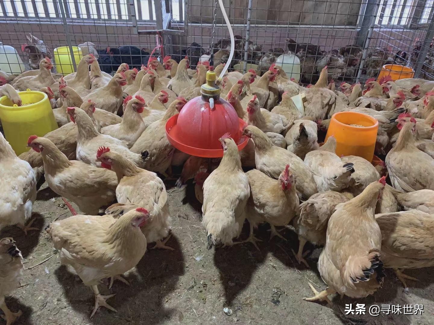 如何挑选好吃的土鸡,土鸡怎样挑选高产鸡