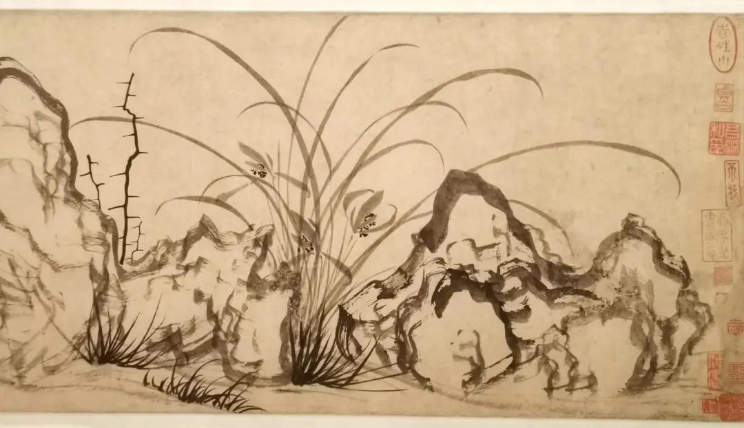 天价兰花成交,昂贵的野生兰花