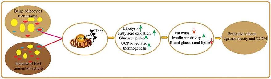 轻断食减肥法真的有效果吗,轻断食是科学的减肥方法吗