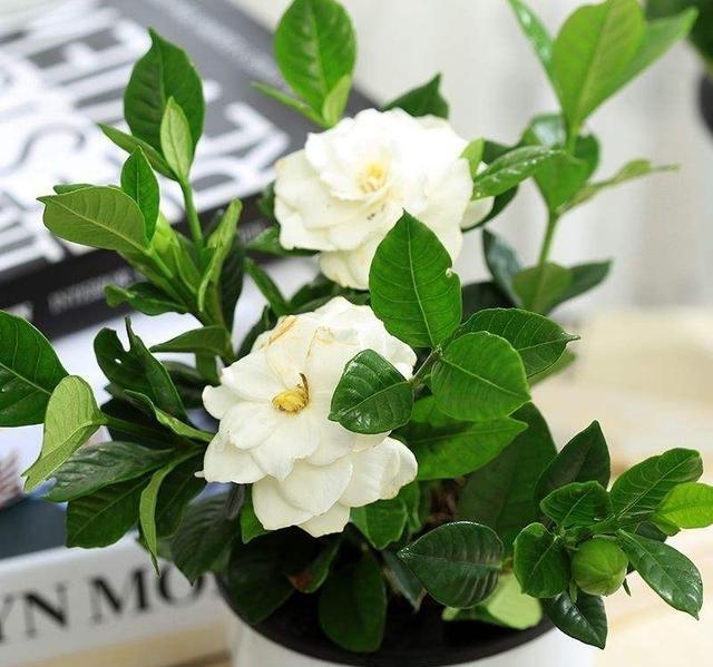 栀子花买回来怎么做,栀子花刚买回来水培怎么弄