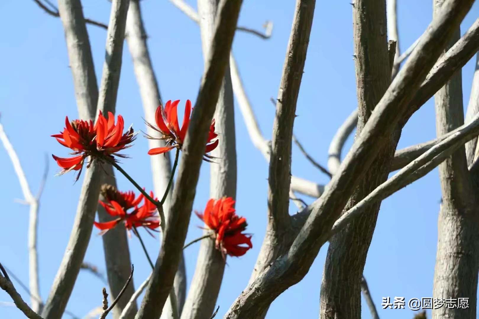 小联合国大学,国立北京语言大学