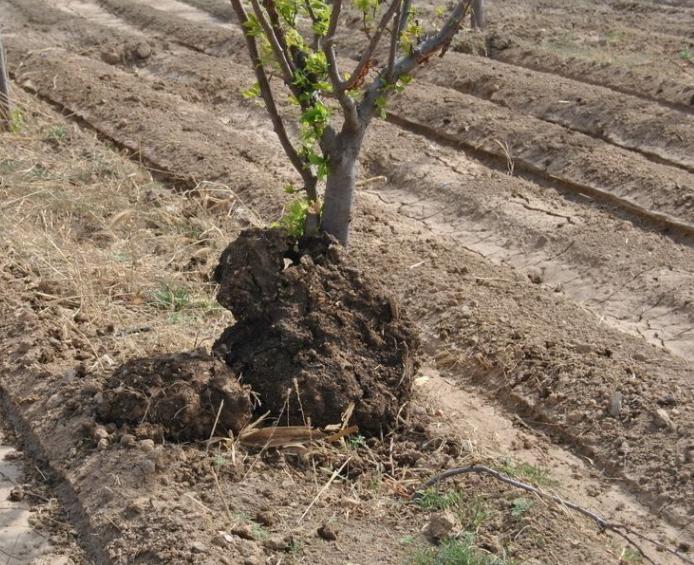 农家致富新思路,农民种田有奇招