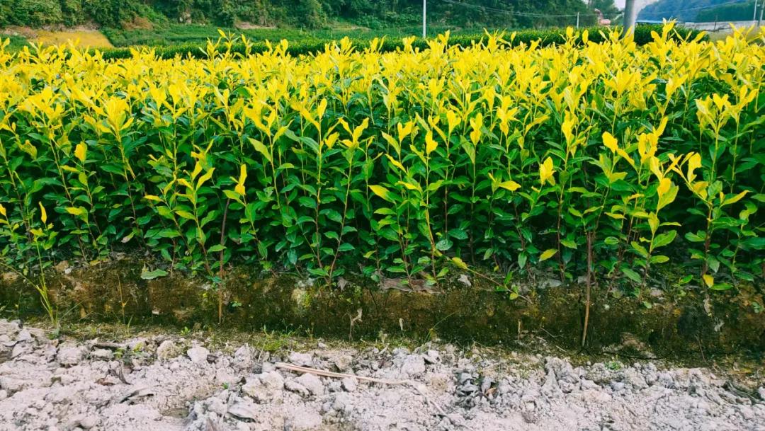 靠一片绿叶带乡亲致富，这位老兵的创业之路太牛了！