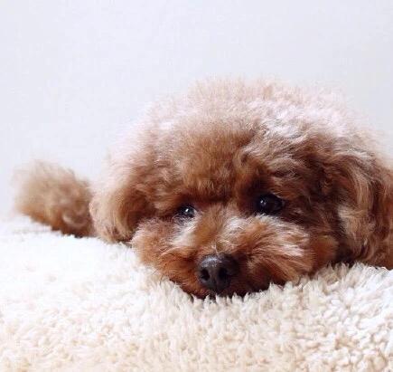 怎么挑选纯种黑贵宾,巨型贵宾纯种怎么看