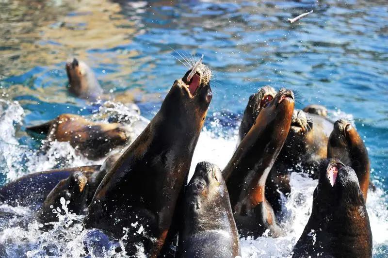 大连四星级景区现状,大连景区什么时候恢复开放