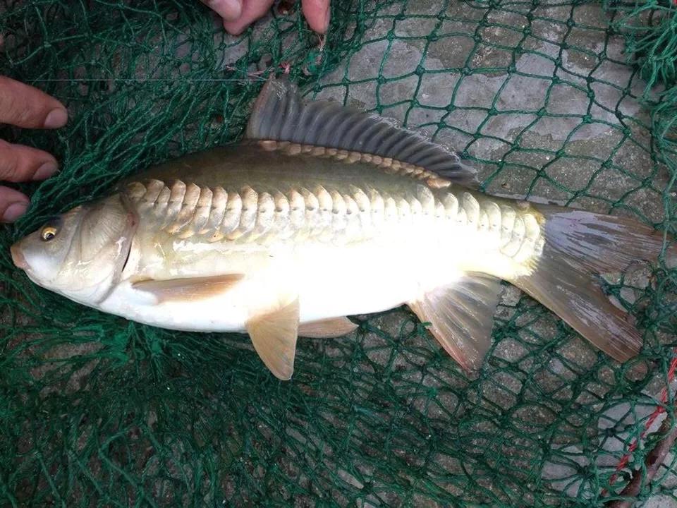 鱼种类大全图淡水鲤鱼,认识淡水鱼