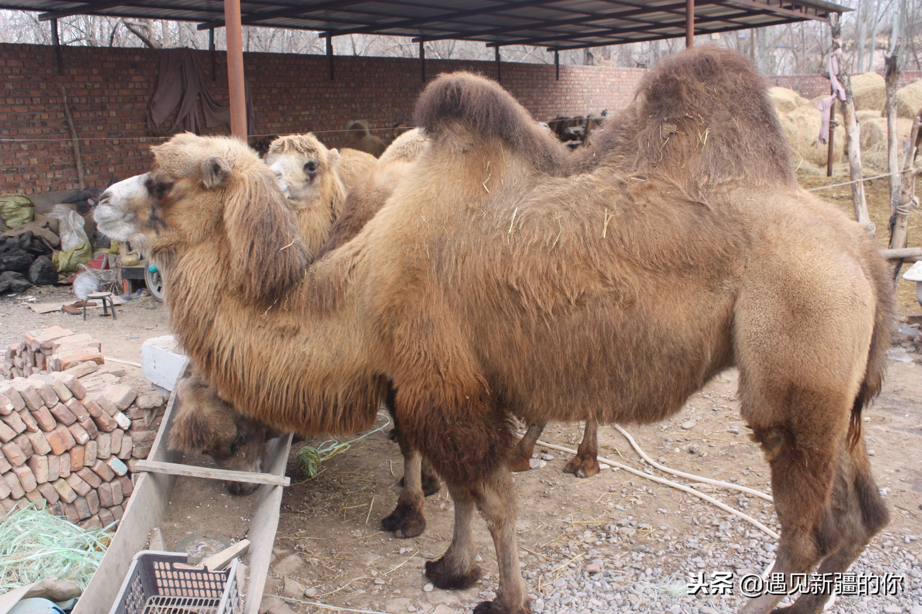 柯坪县的“沙漠之舟”真牛！大家喝了她的奶就知道啦