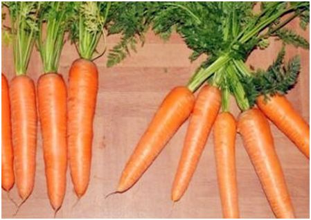 适合农村种植的创业好项目,农村创业好项目种养殖高效益