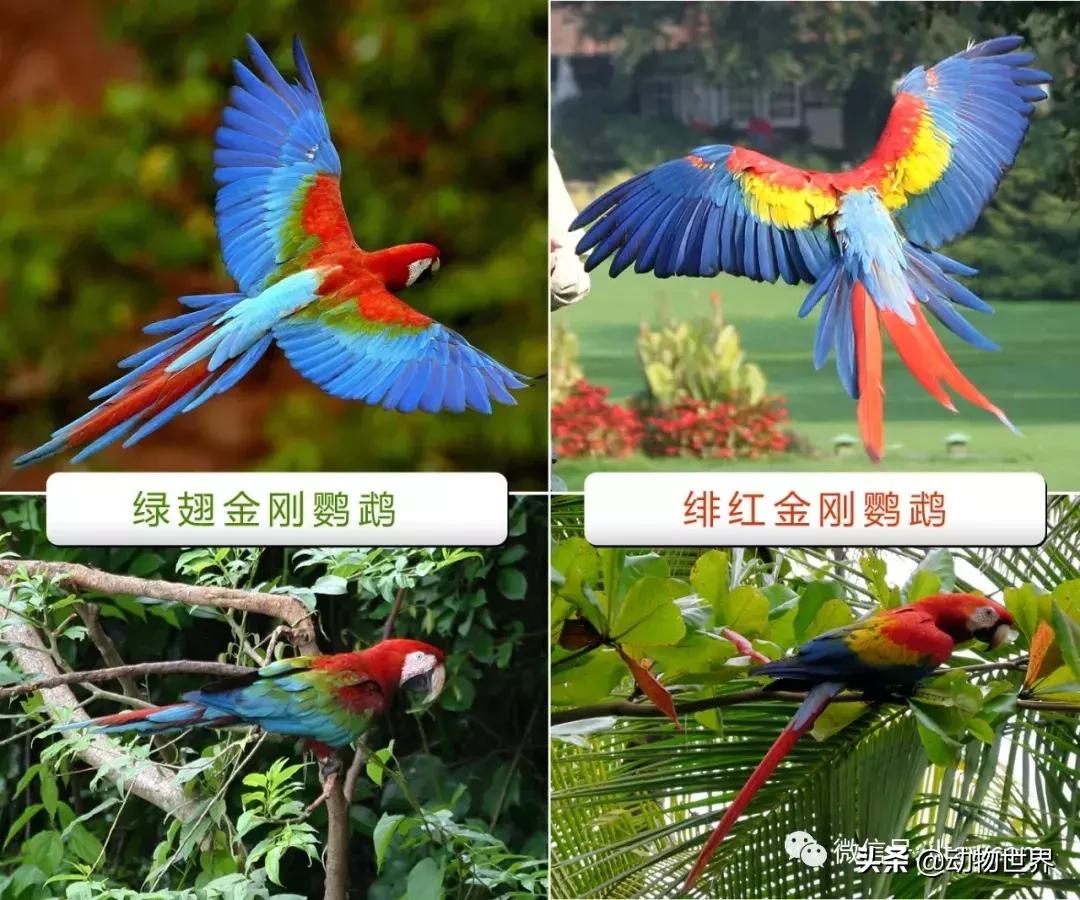 飞翔的彩虹鸟,飞翔的鹦鹉绿幕素材